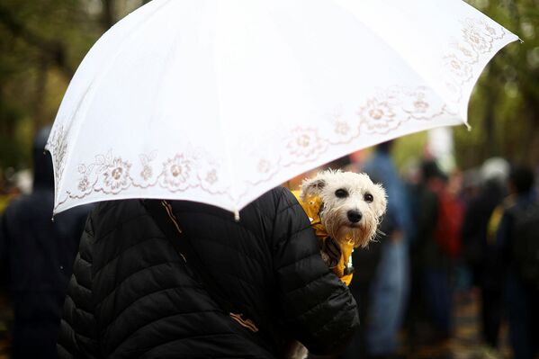 Демонстрант с собачкой на акции протеста во время Конференции ООН по изменению климата (COP26) в Глазго. - Sputnik Армения