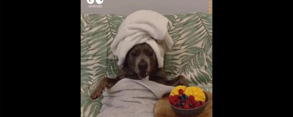 Гламурный релакс собаки - Sputnik Армения