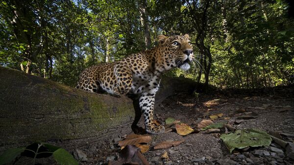 Снимок Catwalk фотографа Shivang Mehta, ставший финалистом в категории Wildscape & Animals in Habitat конкурса Nature inFocus Photography Contest 2021 - Sputnik Արմենիա