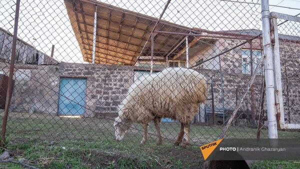 Овца пасется во дворе дома в селе Барцраван - Sputnik Армения