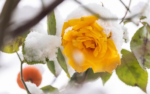 Желтая роза после снегопада в Берлине - Sputnik Армения