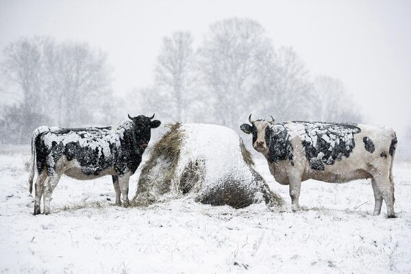 Коровы на заснеженном лугу возле деревни Вейки, восточная Польша, после первого снегопада в сезоне - Sputnik Армения
