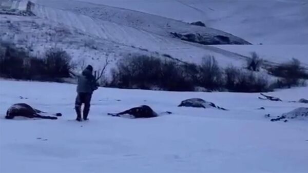 На Алтае расстреляли табун лошадей с жеребятами - Sputnik Армения