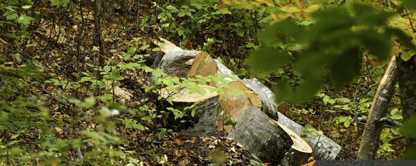 Дилижанский национальный парк - Sputnik Արմենիա