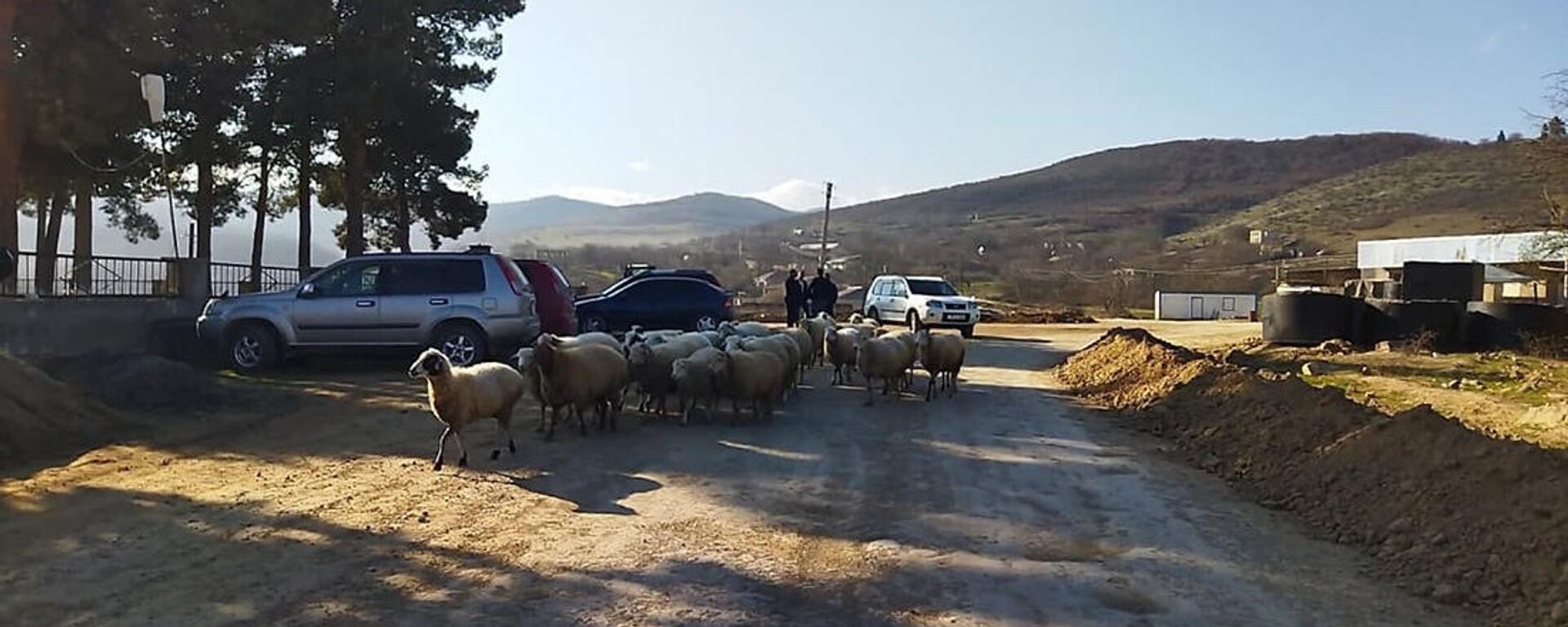 Пастух со стадом овец в селе Чанкатах - Sputnik Արմենիա, 1920, 16.01.2022