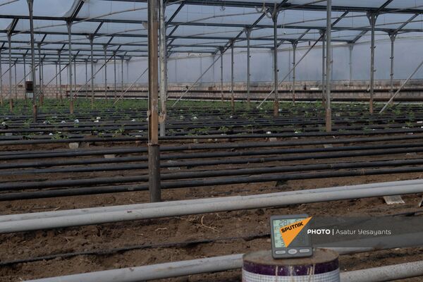 Теплицы с рассадой томатов в селе Гукасаван Араратской области - Sputnik Армения