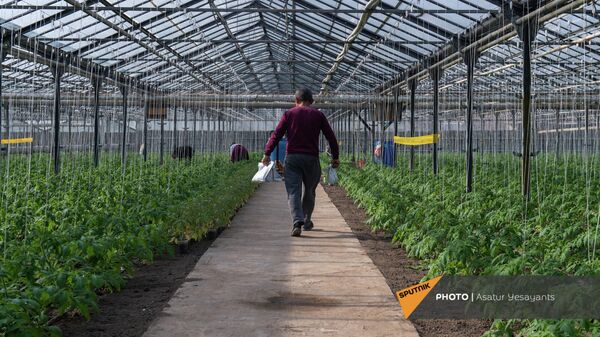 Удобрения и химикаты в теплицах села Гукасаван Араратской области - Sputnik Армения