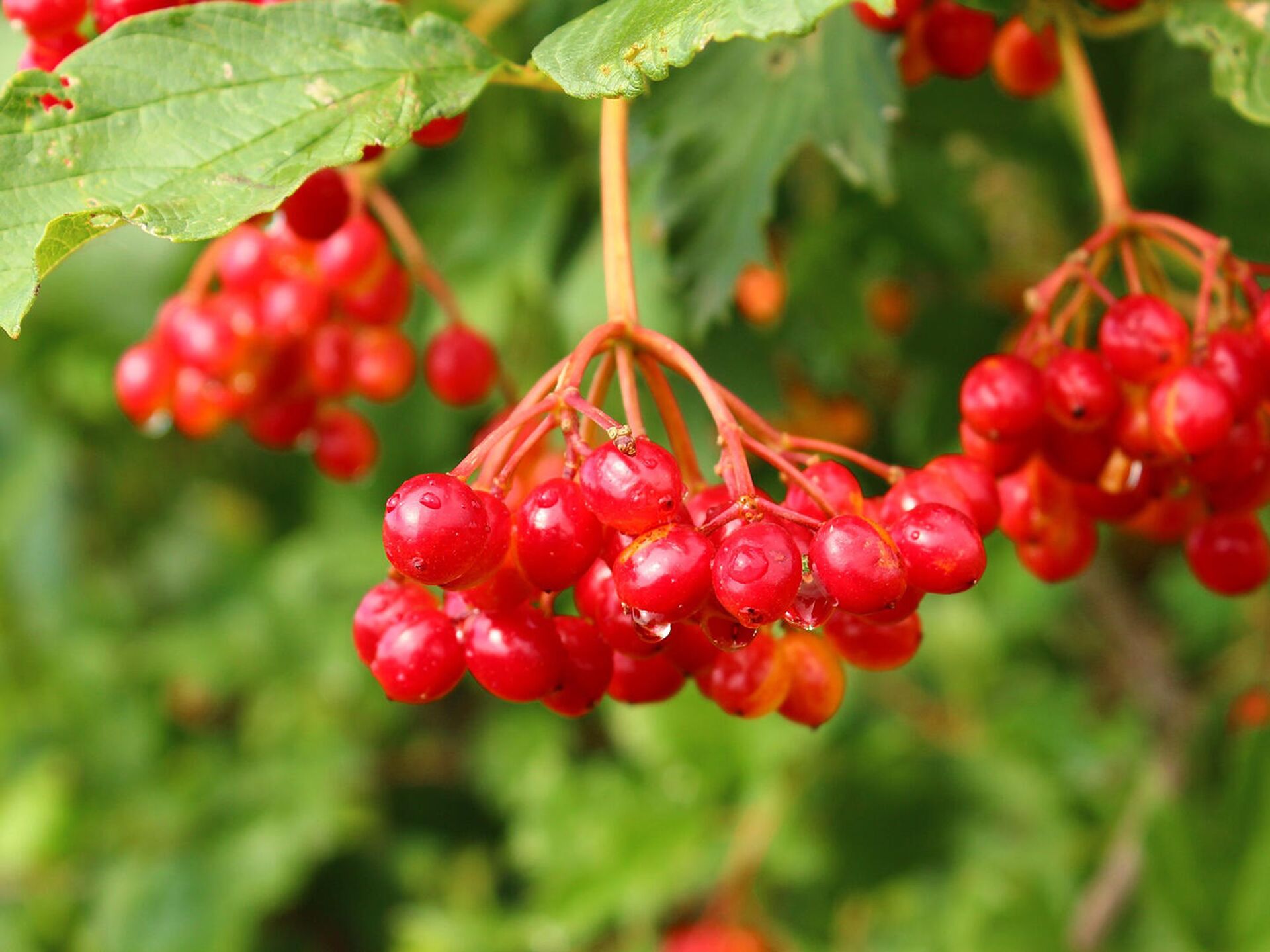 Калина красная (Viburnum opulus L.)