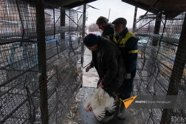 Птицефабрика Лусакерт раздает курицы перед закрытием Птицефабрика Лусакерт раздает курицы перед закрытием - Sputnik Армения