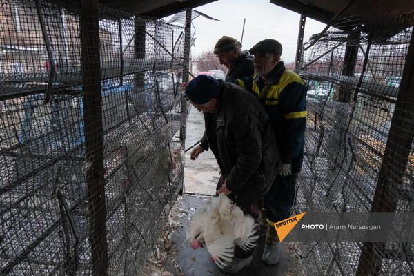 Птицефабрика Лусакерт раздает курицы перед закрытием - Sputnik Армения