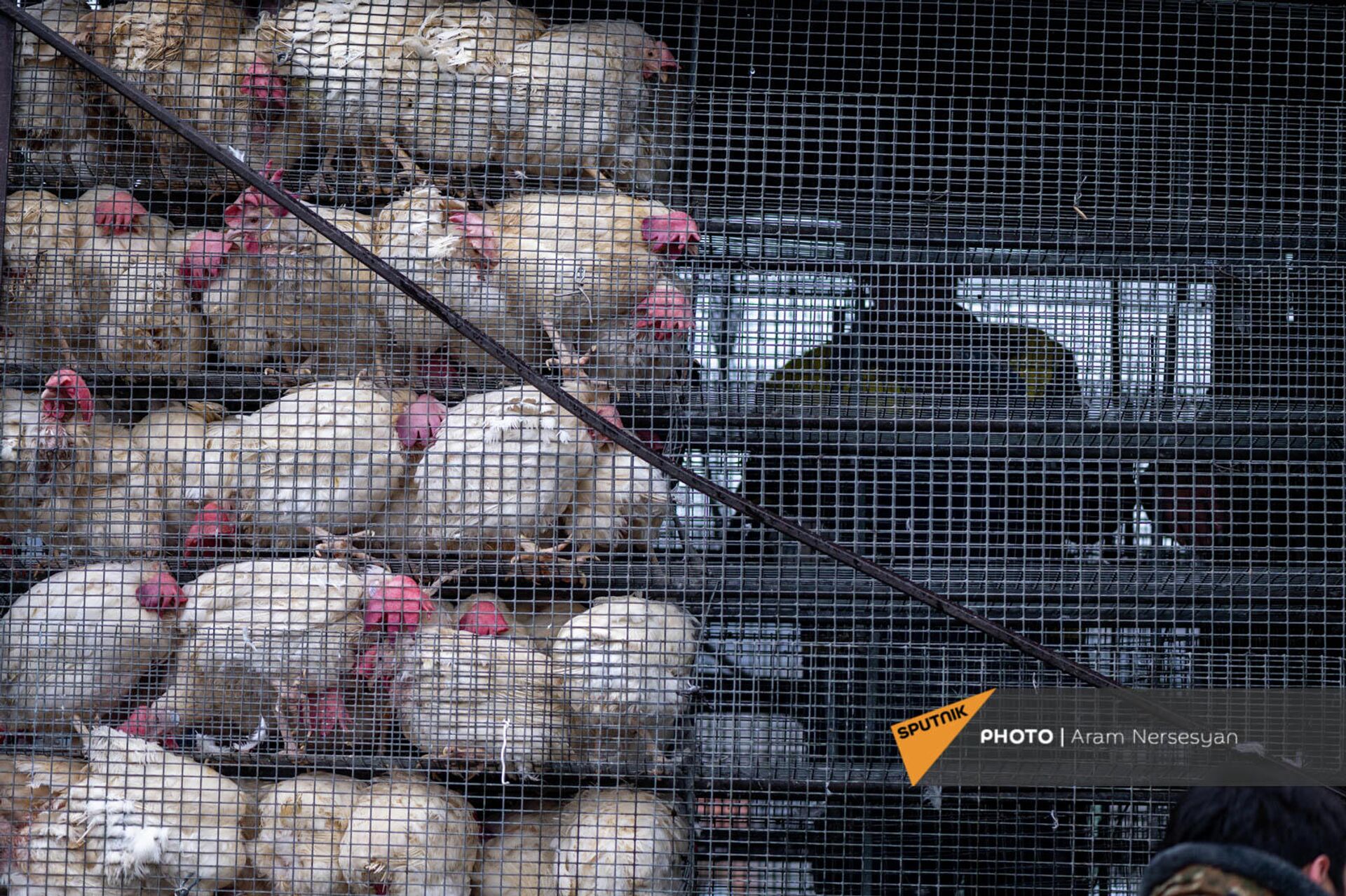 Птицефабрика Лусакерт раздает курицы перед закрытием - Sputnik Արմենիա, 1920, 02.03.2022