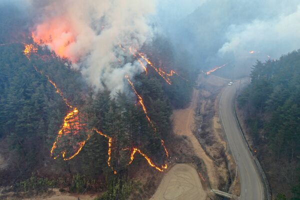 Крупный лесной пожар начался 4 марта на горе в приморском городе Ульджин - Sputnik Армения