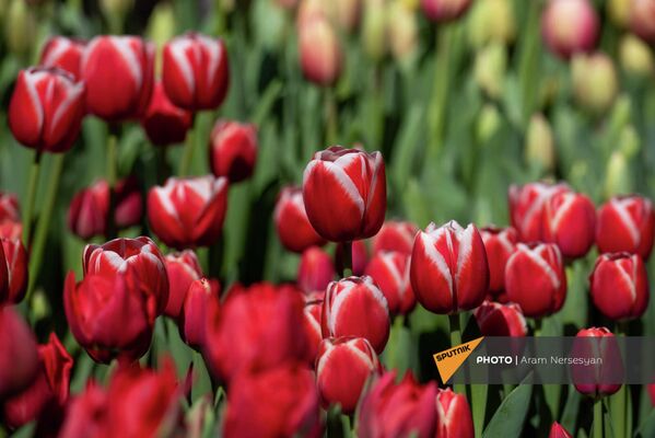 Все тюльпаны осенью были привезены из Нидерландов и пересажены в армянскую землю - Sputnik Армения