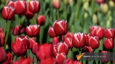 Ярмарка тюльпанов в центре Еревана
