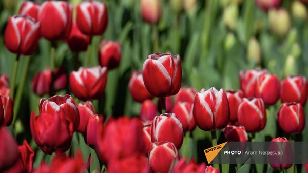 Ярмарка тюльпанов в центре Еревана - Sputnik Армения