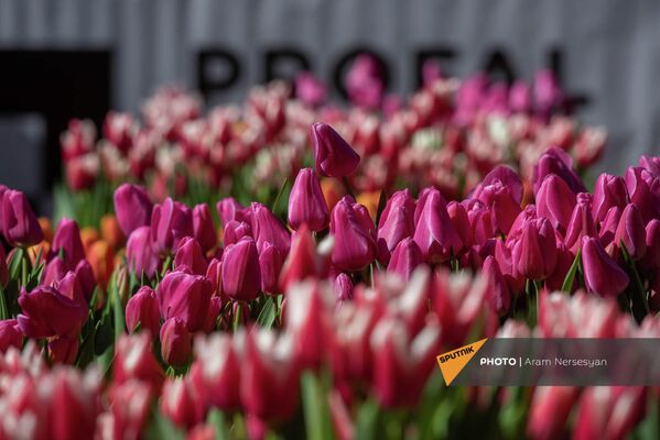 Организаторы выбрали эти цветы, поскольку тюльпаны считаются символом весны - Sputnik Армения