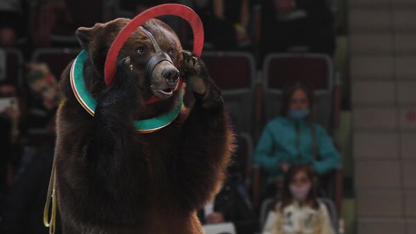 Медведь на арене цирка - Sputnik Армения