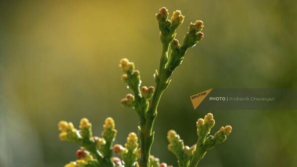 Ветка туи - Sputnik Армения