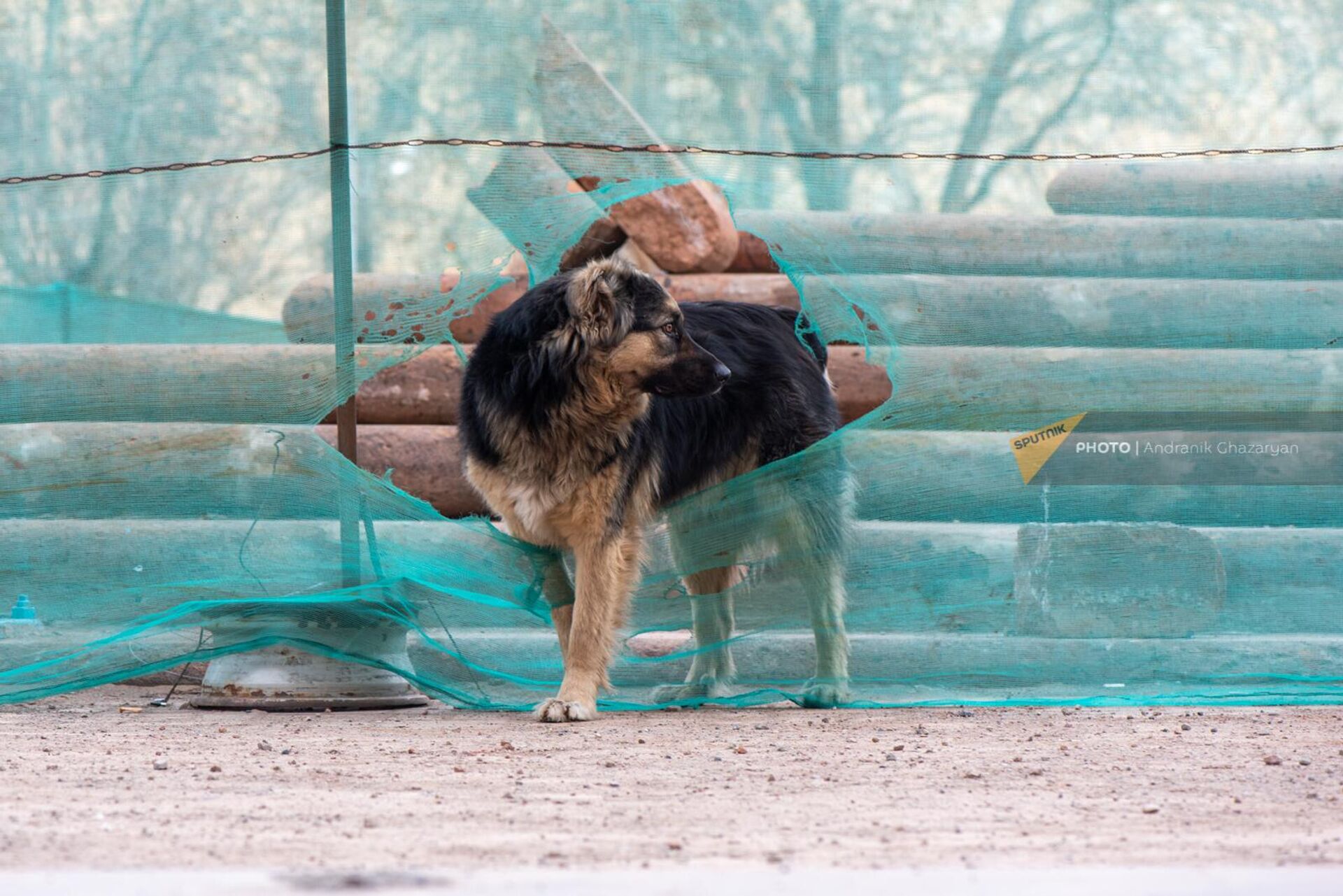 Бездомный пес у станции метро Площадь республики - Sputnik Армения, 1920, 12.07.2022