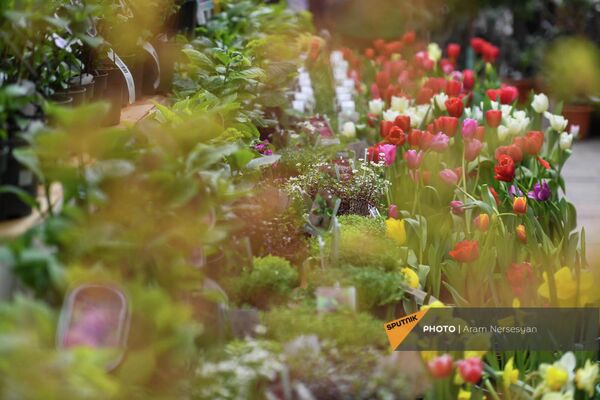 На этой ярмарке можно выбрать подарок из представленных 200-250  видов вечнозеленых и 100-150 видов цветочных растений - Sputnik Армения