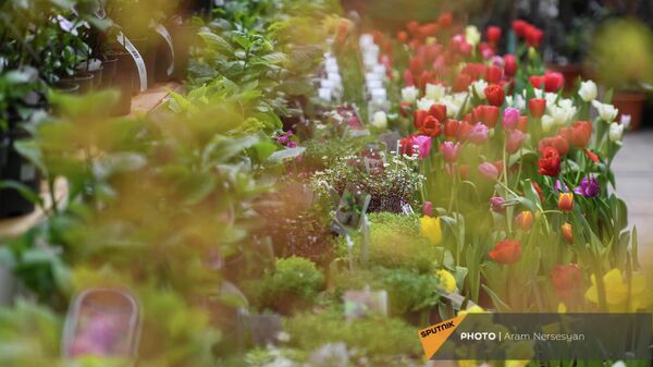 Ярмарка цветов и растений в центре Еревана - Sputnik Армения