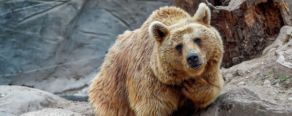 Бурый медведь Ереванского зоопарка - Sputnik Армения