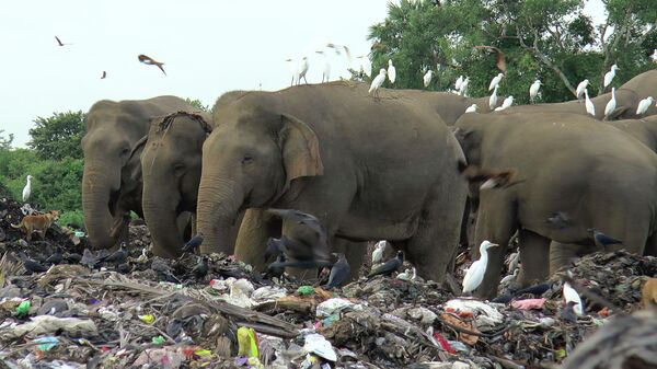 Дикие слоны собирают пищу на открытой свалке в деревне Паллаккаду, Шри-Ланка - Sputnik Армения