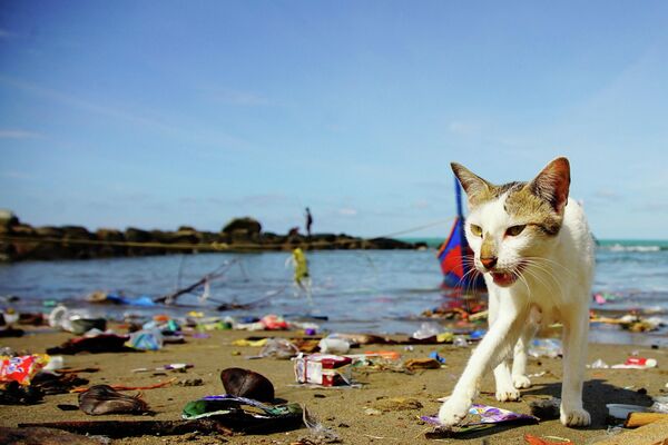 Кошка копается в мусоре, выброшенном на берег на пляже в Лхоксеумаве, Ачех. - Sputnik Армения