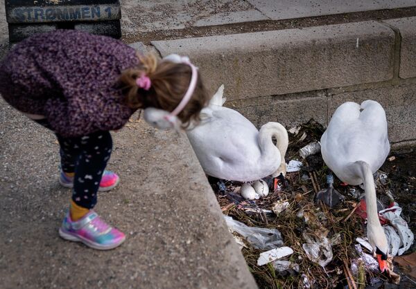 Лебединая пара вьет гнездо из отходов и мусора у озер в центре Копенгагена в Дании.  - Sputnik Армения