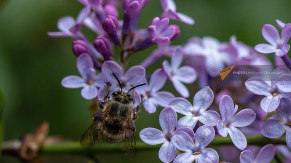 Шмель на сирени - Sputnik Армения