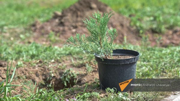 Посадка дереьев на мероприятии Сад памяти в Парке Победы в память о павших на фронтах Великой Отечественной войны (23 апреля 2022). Еревaн - Sputnik Армения