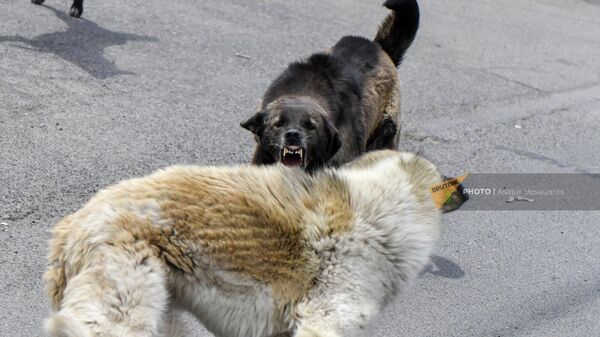 Дворовые собаки - Sputnik Армения