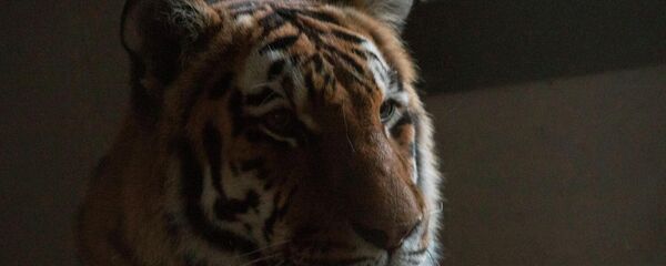 Амурский тигр в еревaнском зоопарке - Sputnik Армения