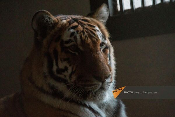 Амурский тигр в еревaнском зоопарке - Sputnik Армения