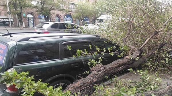 Дерево перевернулось на автомобиль на улице Киевяна (12 июня 2022). Еревaн - Sputnik Արմենիա