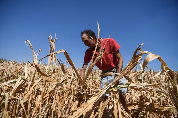 Фермер оценивает ущерб, нанесенный его кукурузному полю из-за сильной засухи в итальянской Спино-д&#x27;Адда. - Sputnik Армения