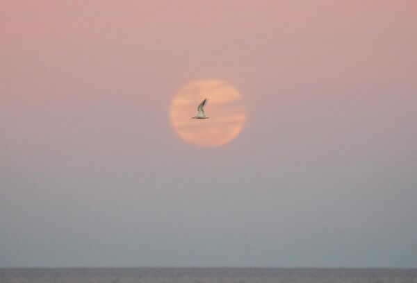 Чайка во время восхода полной луны в Монтевидео, Уругвай. - Sputnik Армения