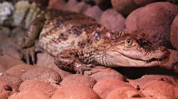 Нильский крокодил в ереванском зоопарке - Sputnik Армения