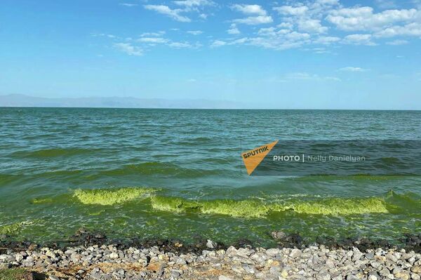 Зеленая тина на берегу и в воде озера Севан - Sputnik Армения