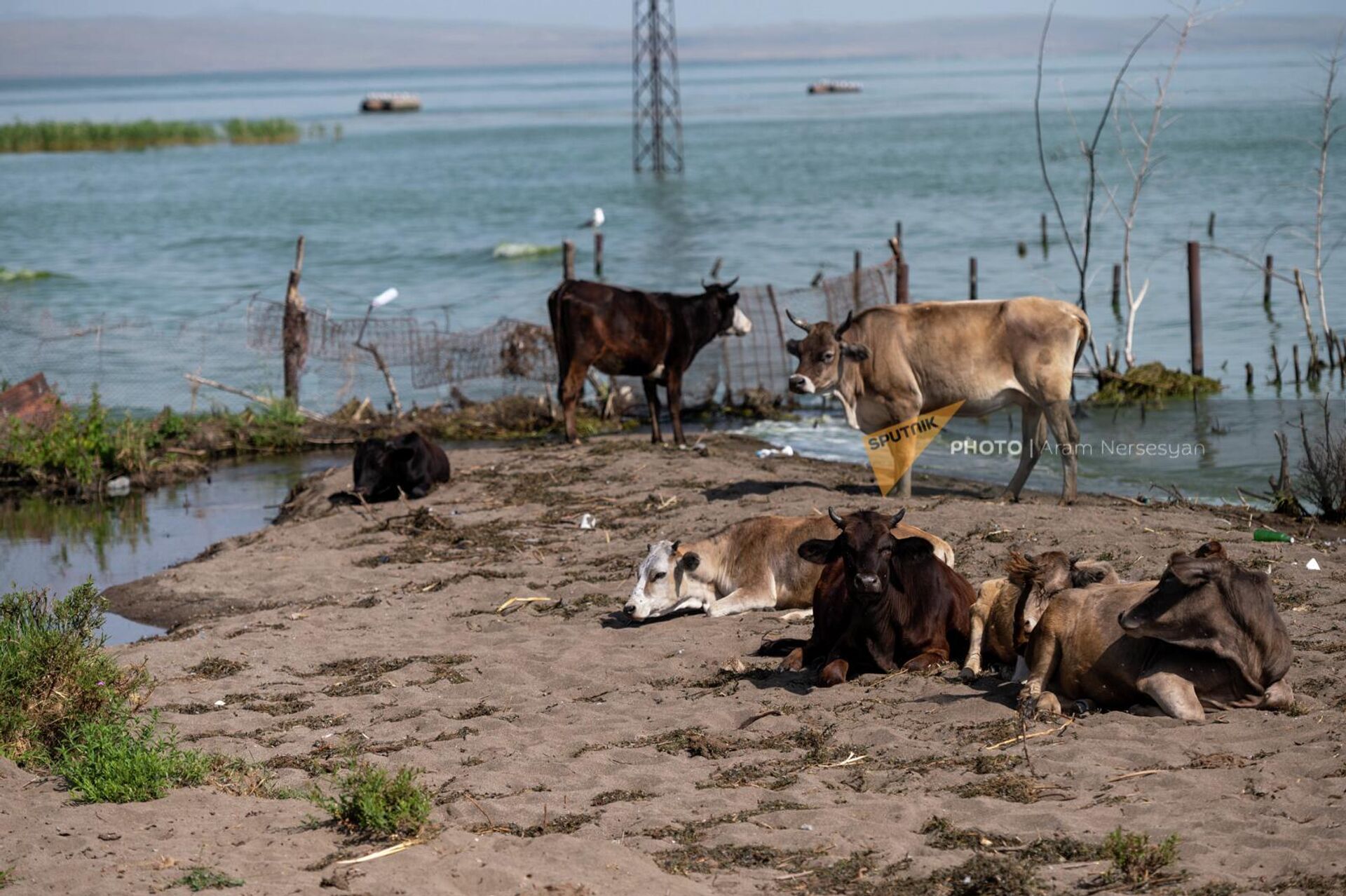Крупный рогатый скот на побережье озера Севан у города Мартуни - Sputnik Армения, 1920, 23.07.2022