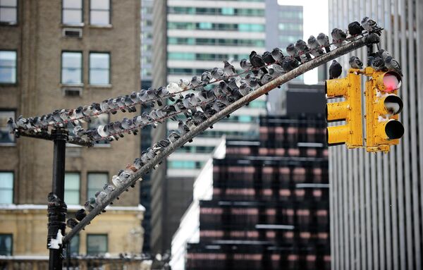 Голуби на светофоре в Нью-Йорке - Sputnik Армения