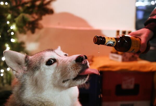 Хозяин угощает своего питомца пивом для собак &quot;Хвост&quot; (Schwanz) в баре Underdog в Москве - Sputnik Армения