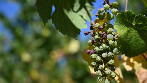 Высохший из-за сильной засухи виноград на востоке Франции - Sputnik Армения