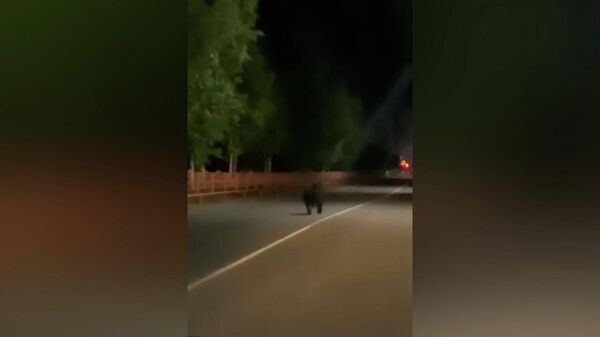 Медведь в ночь на понедельник бегал по улицам города Стрежевой - Sputnik Արմենիա