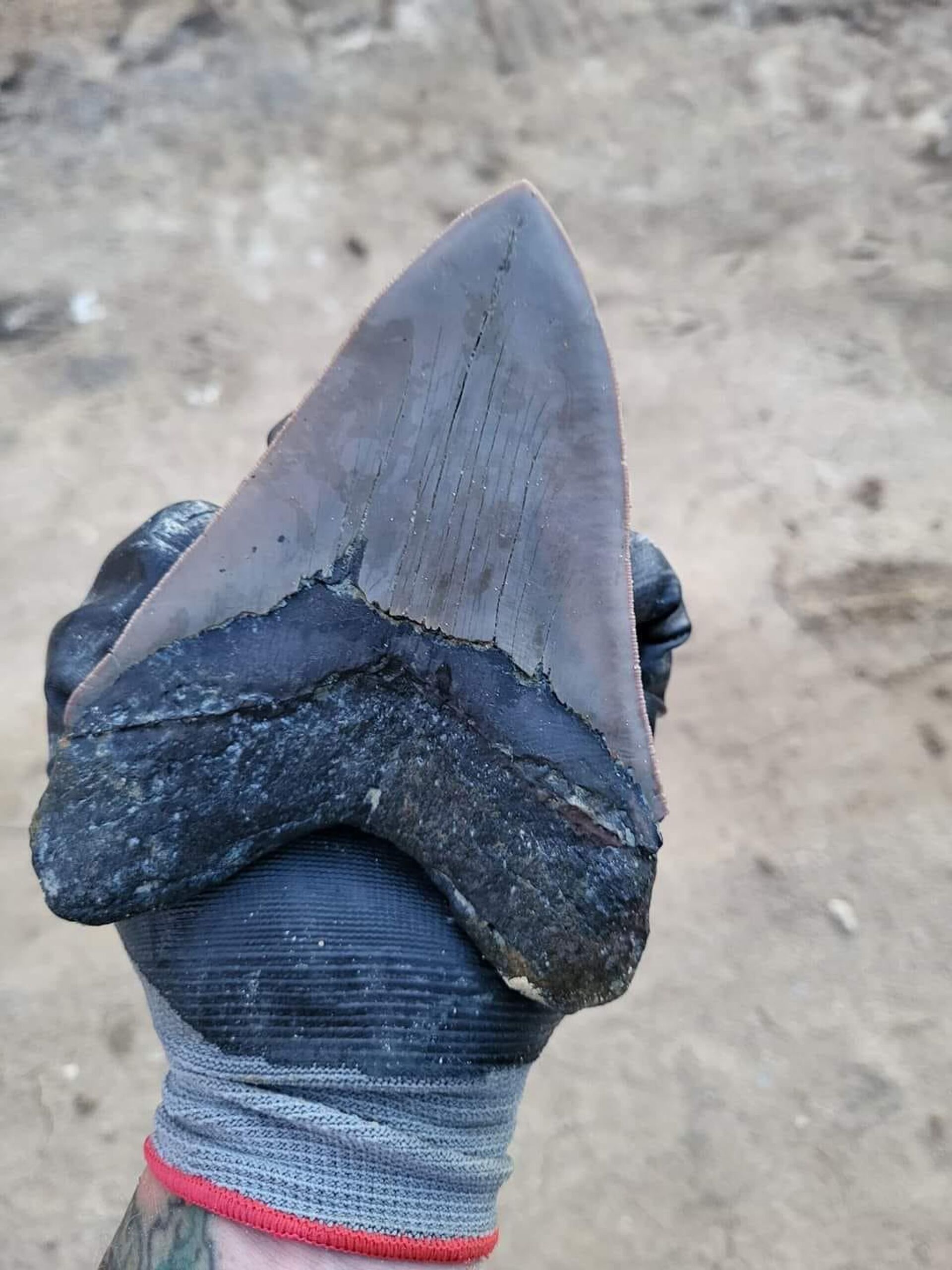 Зуб доисторической акулы, найденный 8-летним мальчиком в Южной Каролине - Sputnik Армения, 1920, 23.08.2022