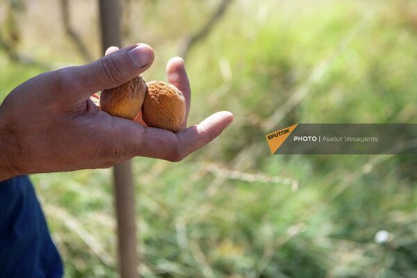 Засохший без орошения урожай плодовых деревьев в селе Кахцрашен. - Sputnik Армения