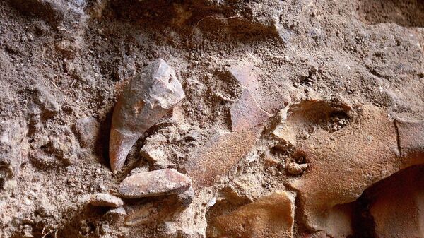 Череп пещерного медведя, обнаруженный во время раскопок в пещере Овк-1 в Армении - Sputnik Армения