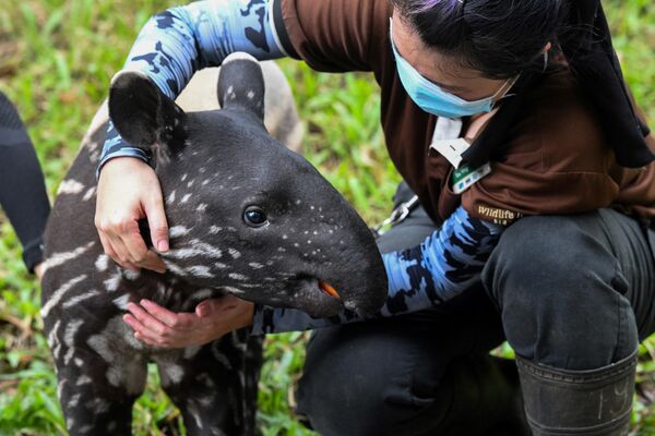Смотритель животных ухаживает за теленком малайского тапира по имени Бинтанг в Сингапуре - Sputnik Армения
