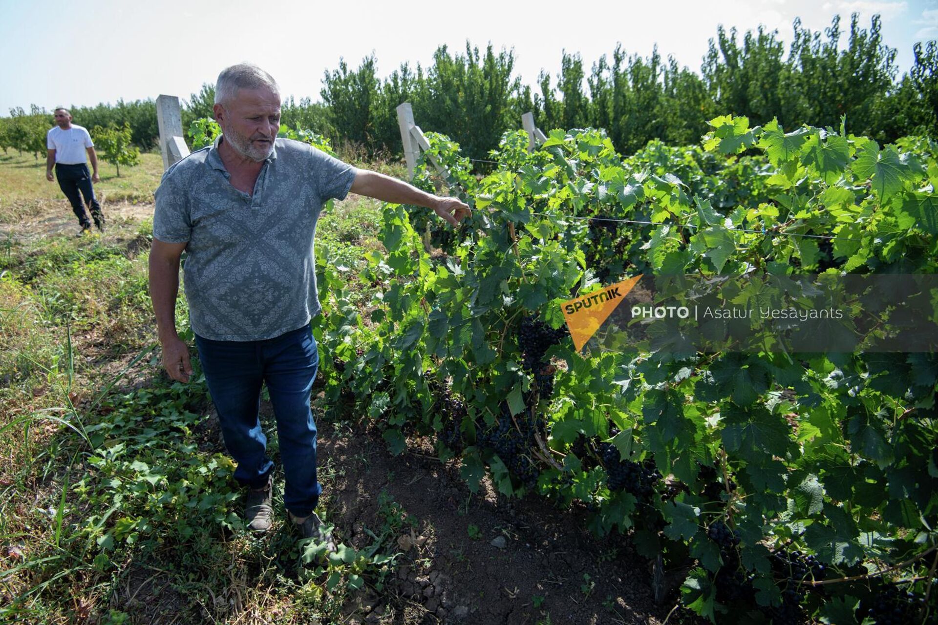 Фермер из села Шенаван Армавирской области Карен показывает испорченный виноград на своем винограднике - Sputnik Արմենիա, 1920, 11.10.2022