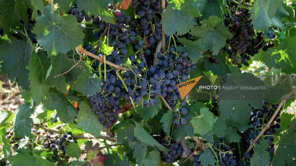Фермер из села Шенаван Армавирской области Карен показывает испорченный виноград на своем винограднике - Sputnik Армения